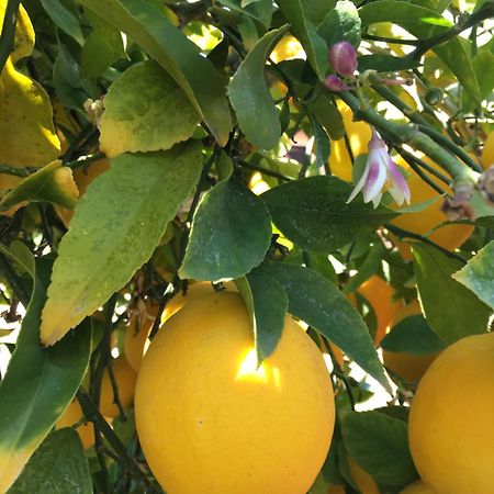 多恩基瑟盖特 Lemon Tree酒店 外观 照片
