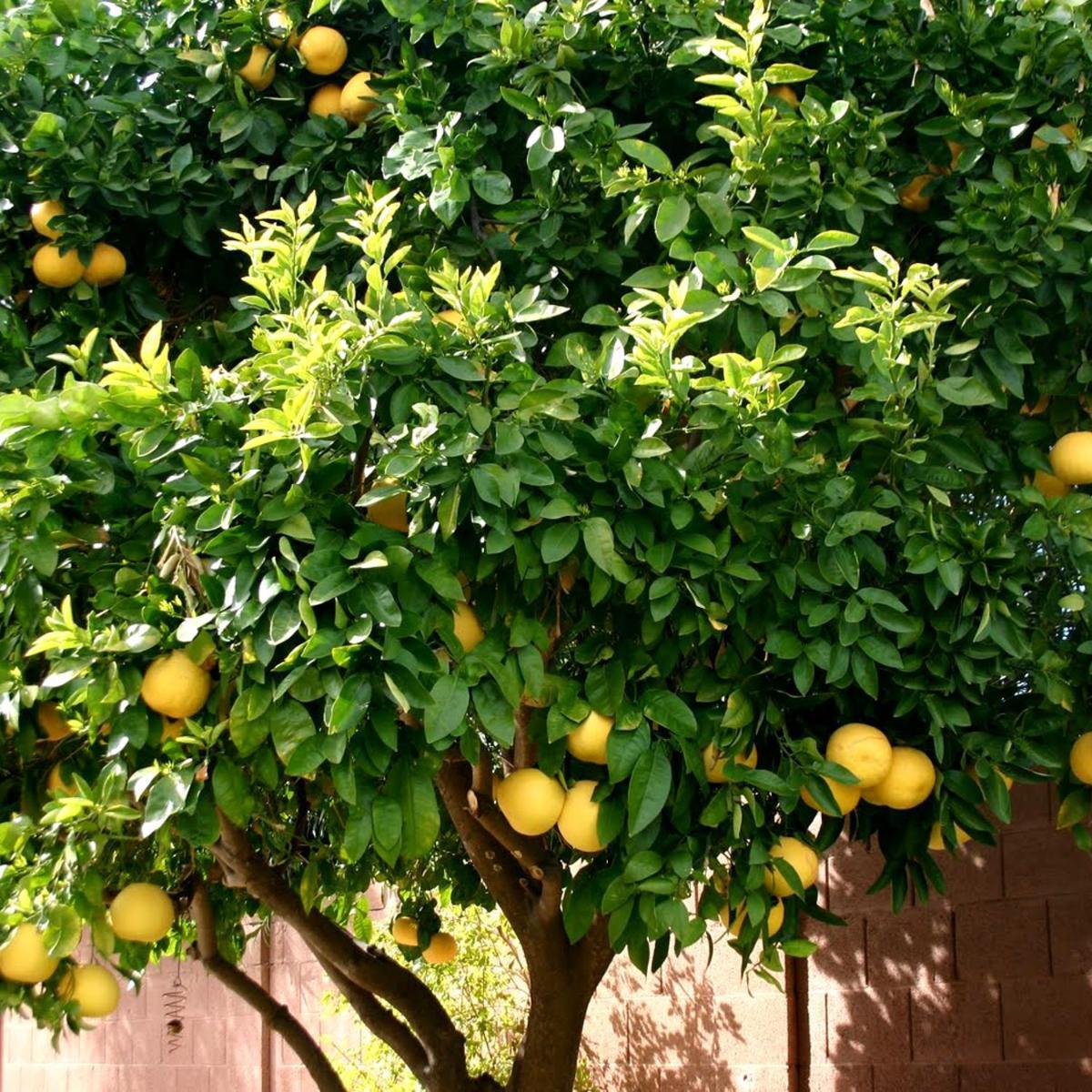 多恩基瑟盖特 Lemon Tree酒店 外观 照片